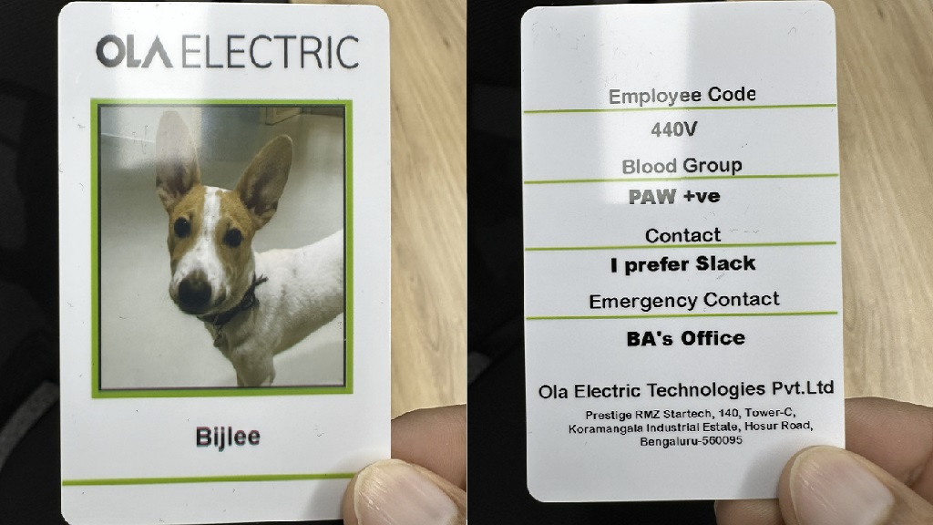 Bijlee the dog's employee ID