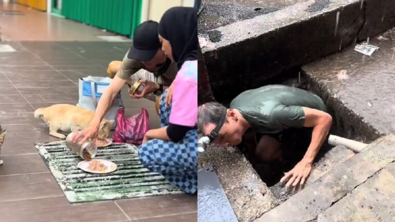 Watch: Man braves narrow street drain to save kittens during heavy rain in Malaysia