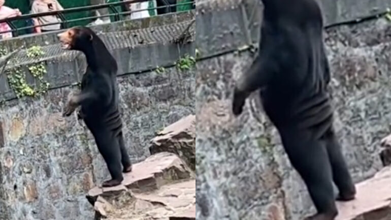Chinese zoo denies its bears are ‘humans in disguise’ after ‘suspicious’ photos and videos