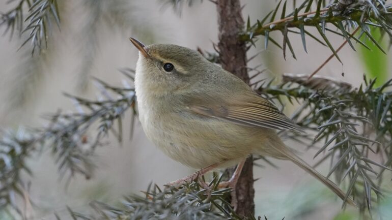 ‘Uguisu no fun’ explained: Why Japanese people use bird poop facials