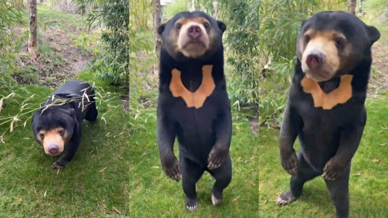 UK zoos confirm Chinese zoo’s standing bear is real as ‘costume’ allegations persist