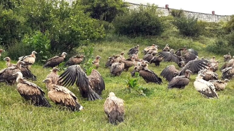 Sky burials explained: Why Tibetan Buddhists offer their dead to be eaten by vultures