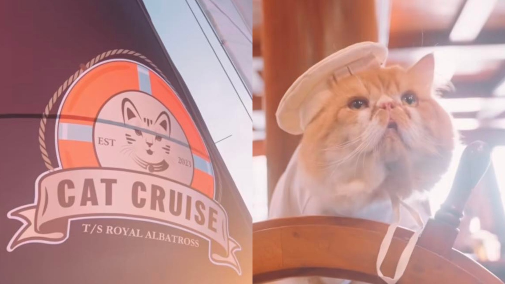 Singaporean company launches pawsitively luxurious cruises for cats and