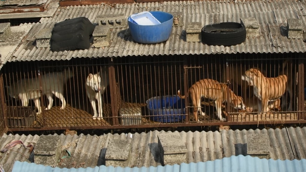 Caged dogs