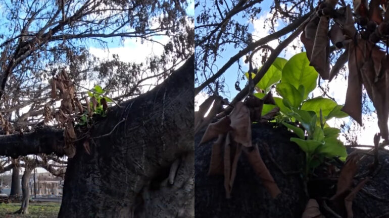 Historic banyan tree sparks hope as new leaves sprout after Maui fires
