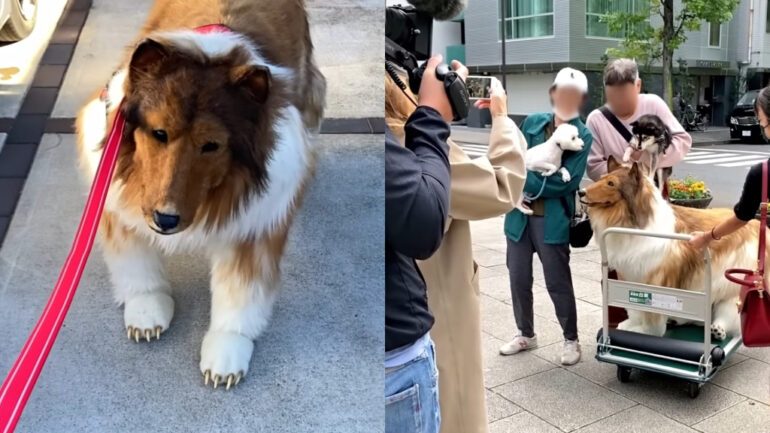 Japanese man who spent $16K to become a ‘dog’ says he wants to become a movie star