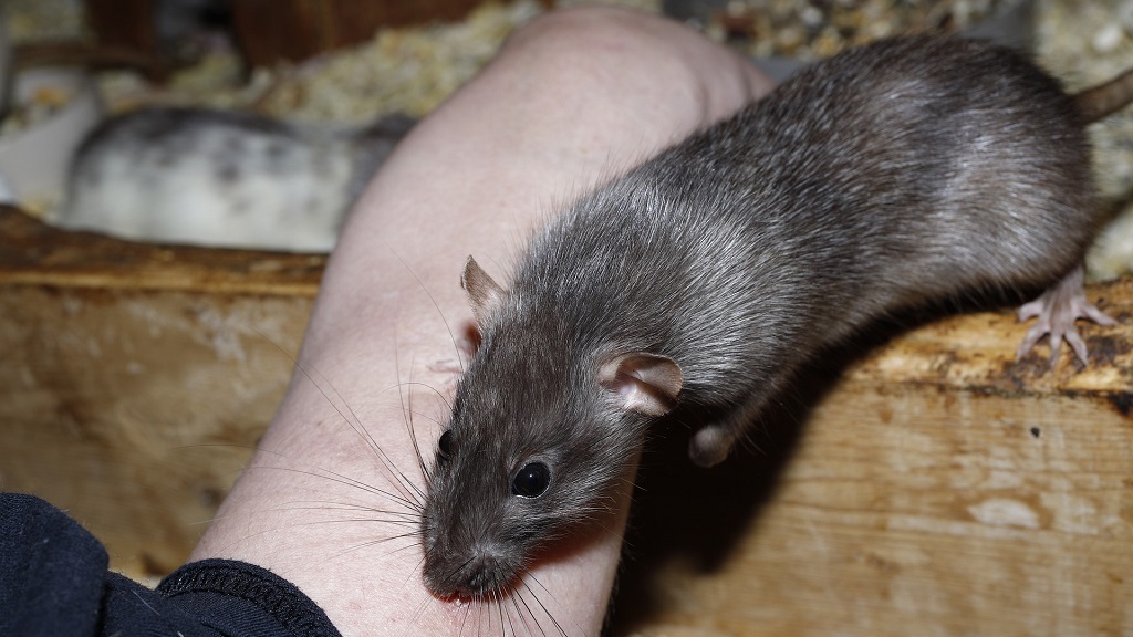 Rat