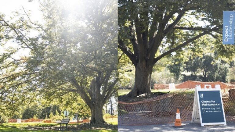 Safety concerns prompt UC Davis to remove iconic Japanese Zelkova tree