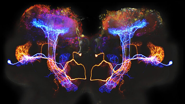 New 3D printing method for stem cells offers hope for repairing brain injuries