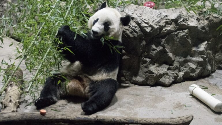 3 of the 7 last remaining pandas in US will be returned to China sooner than expected