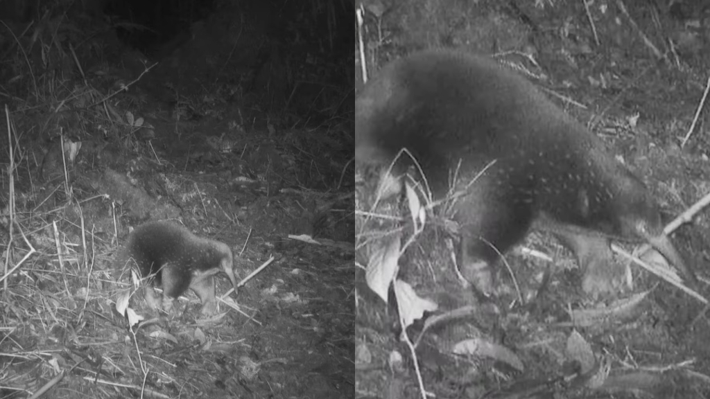 Egg-laying mammal not seen in over 60 years is rediscovered in Indonesia