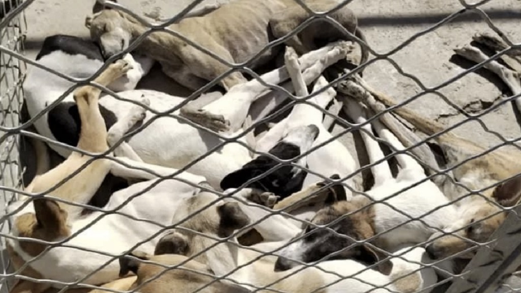 UK-based charity has saved hundreds of dogs from China’s meat trade