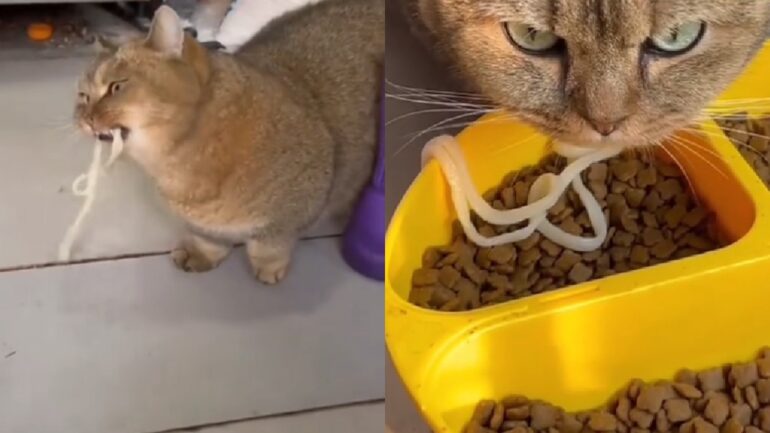 Watch: Cat in China crosses street every day to get noodles to eat with his kibble