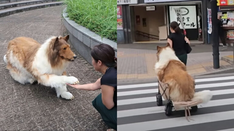 Japanese man who spent $16,000 to become a dog ‘fails’ agility test
