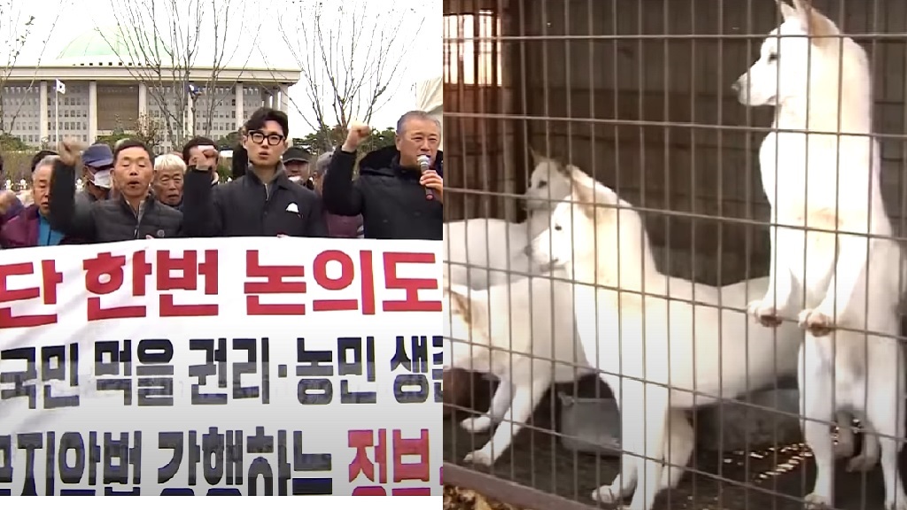 South Korean dog meat farmers protest proposed ban
