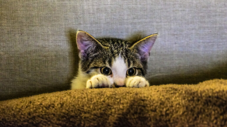 Singapore may finally allow cats in public housing