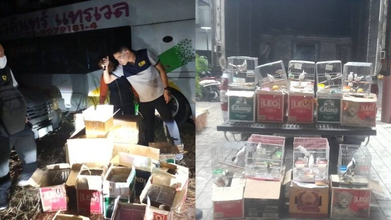 Over 1,000 animals rescued from illegal wildlife trafficking in Bangkok