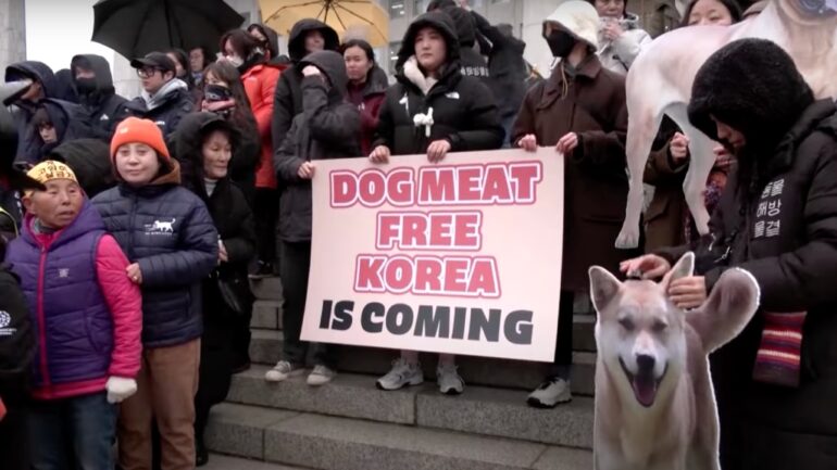 South Korea passes bill to ban dog meat trade