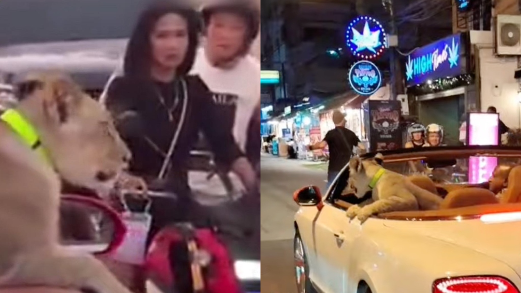 Thai woman faces jail after taking pet lion out for a ride in a Bentley - Vimarsana News