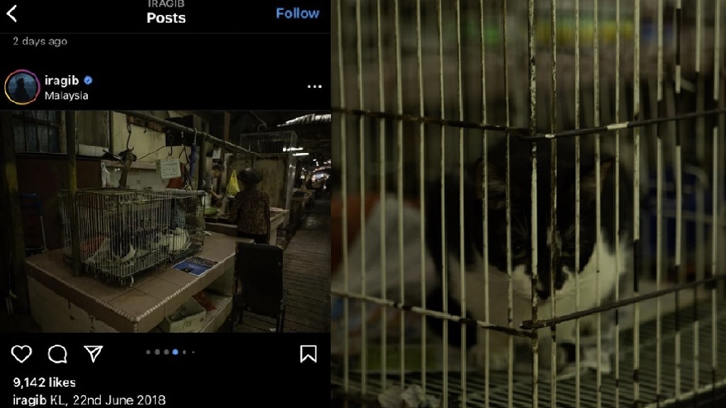 Malaysians question foreigner’s claims he witnessed cat meat trade in hidden KL market