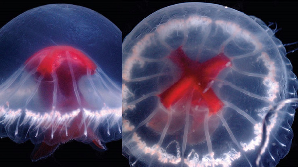 Scientists describe new jellyfish species with red 'cross', 240
