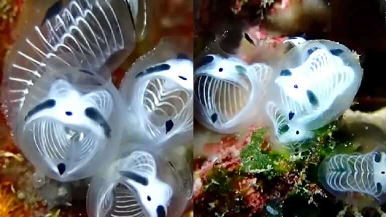 Japanese scientists identify new animal species with panda markings, skeleton-like body