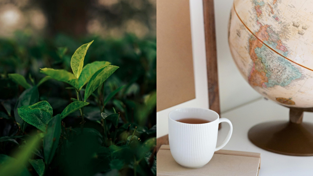 Origins of tea: How its leaves moved the world