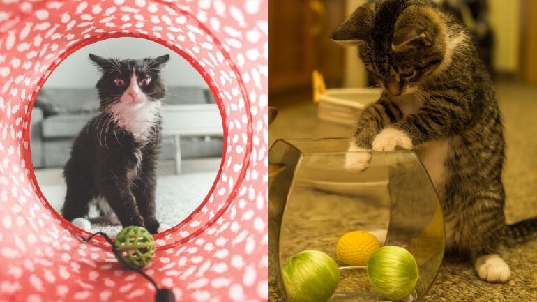 Japanese scientist develops treatment that can help cats live up to 30 years