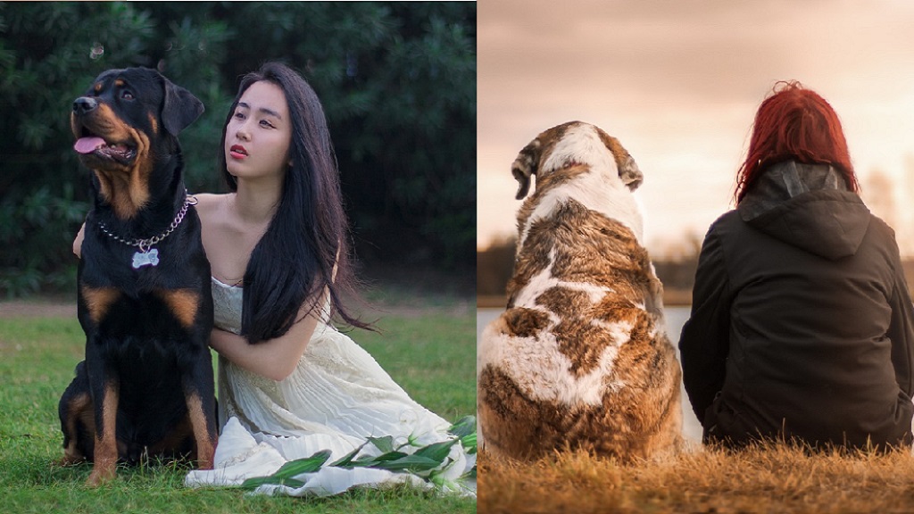 Interacting with dogs boosts humans’ brain waves linked to well-being: study