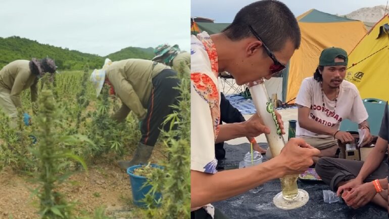 Thailand to ban recreational marijuana by end of 2024
