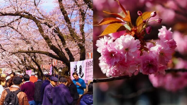 Japan’s most famous cherry blossom trees could disappear due to climate change