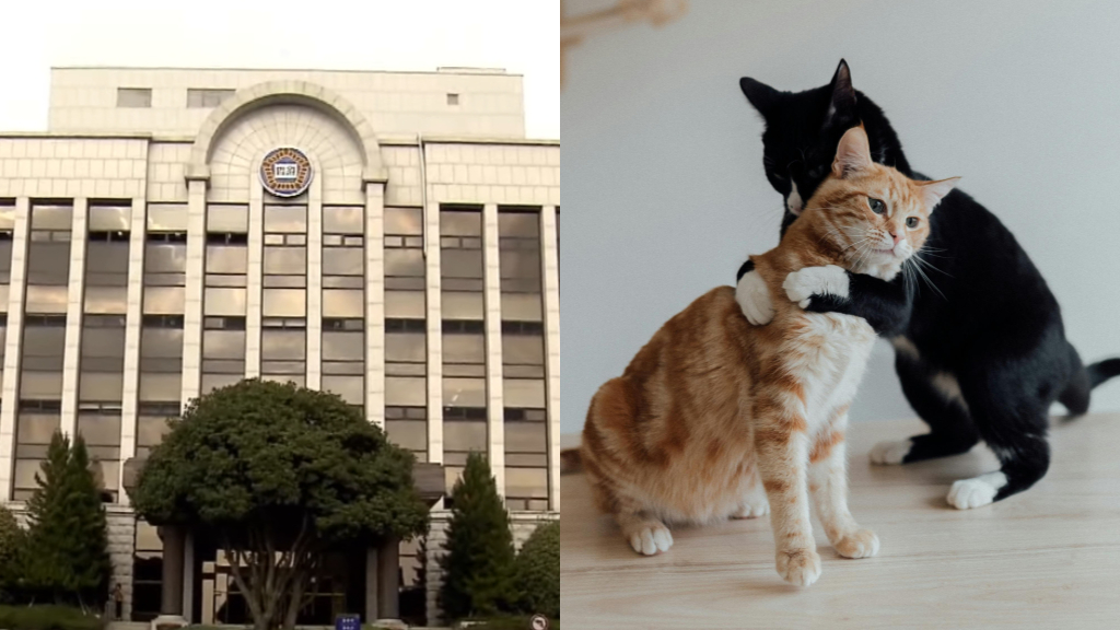 South Korea jails man who killed 76 cats
