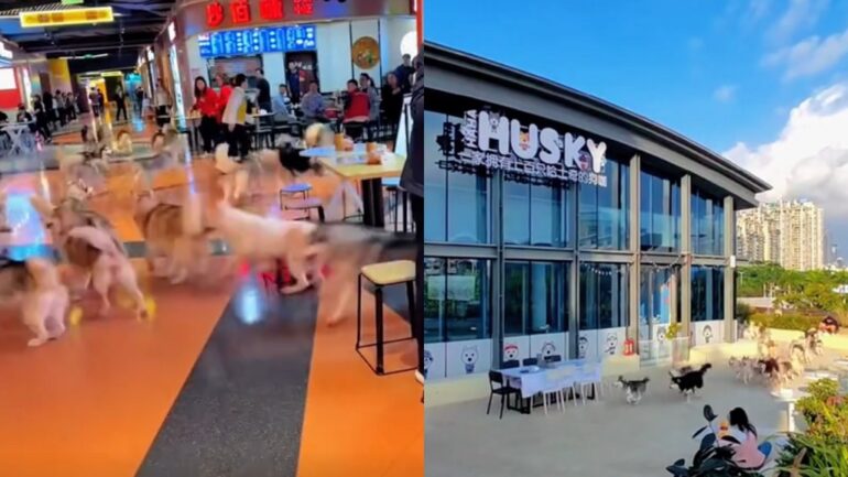 Watch: 100 escaped huskies cause cute chaos in Chinese mall