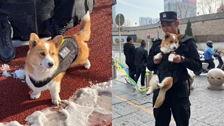 Meet Fuzai, China’s first corgi cop