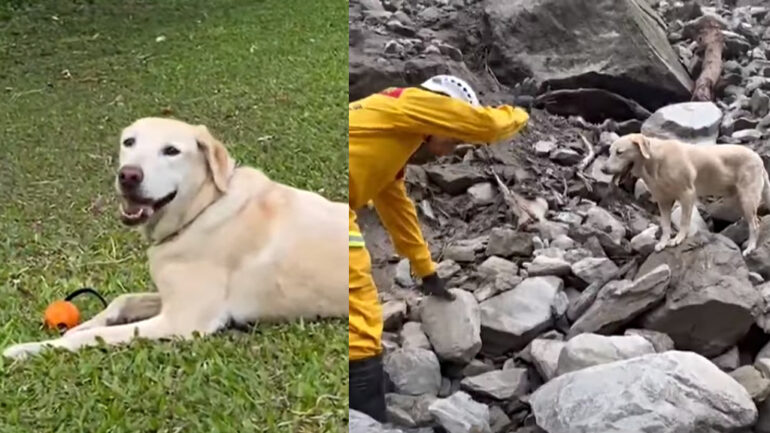 Playful dog turned rescue hero captures hearts after Taiwan earthquake