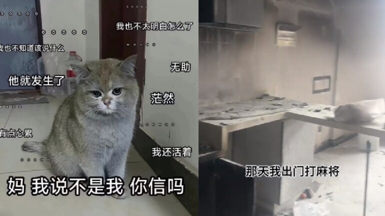 ‘Arsonist’ cat becomes viral star after burning down owner’s apartment
