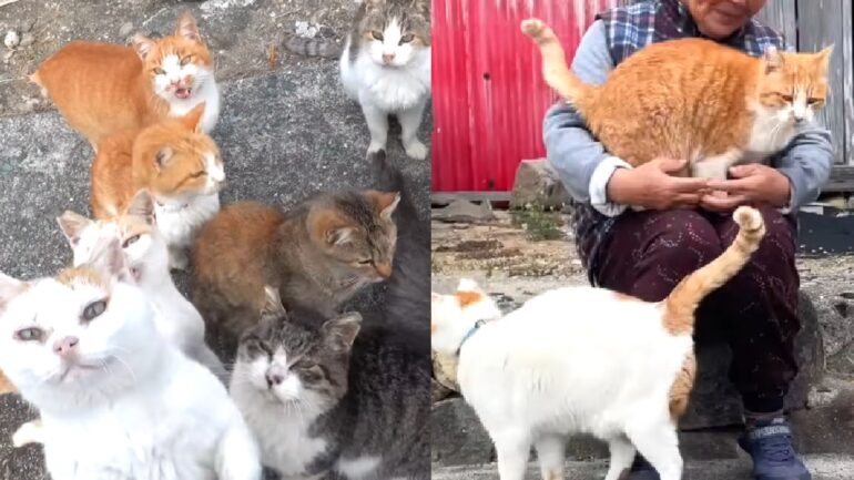 How Japan’s shrinking population has given rise to ‘cat islands’