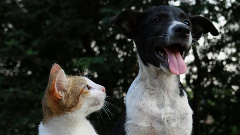 Pet dogs and cats outnumber newborns in Taiwan