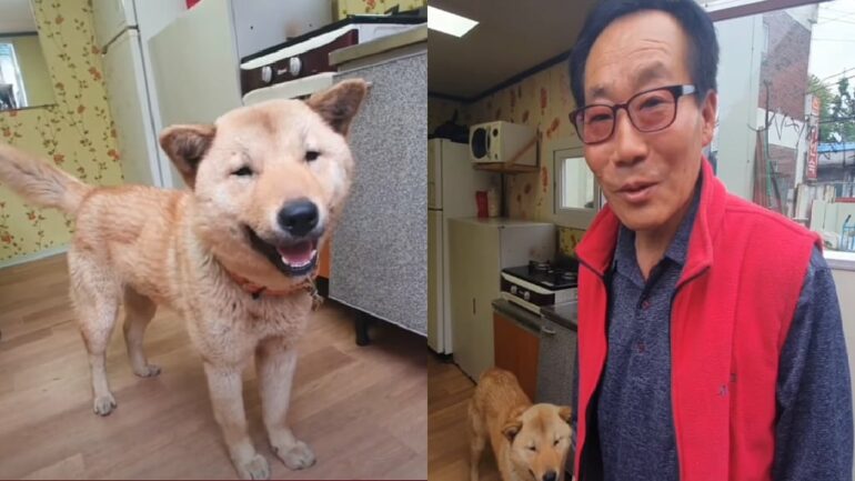 South Korean Jindo dog treks 12 miles over 41 days to reunite with owner