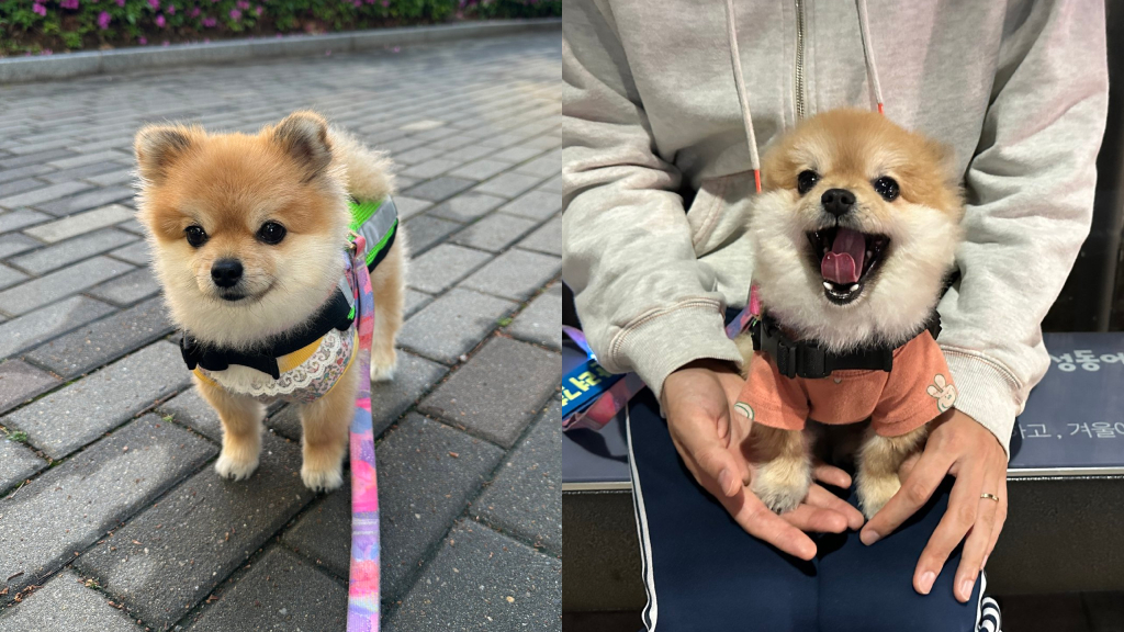 Petite pomeranian protects South Korean district as new dog patroller