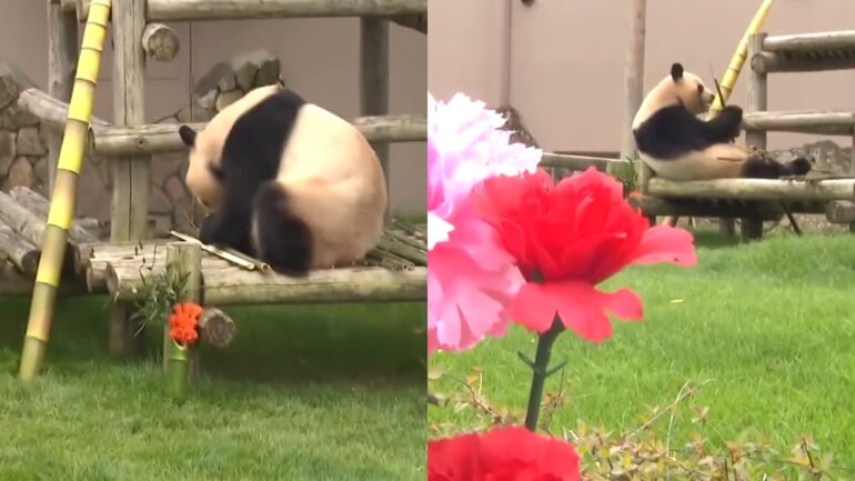 Watch: Panda mom honored with Mother’s Day feast at Japanese zoo