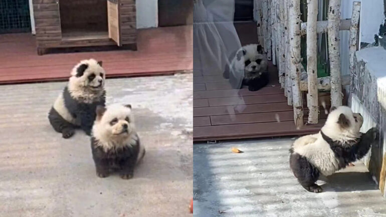 Look: Chinese zoo debuts dyed Chow Chows as ‘panda dogs’