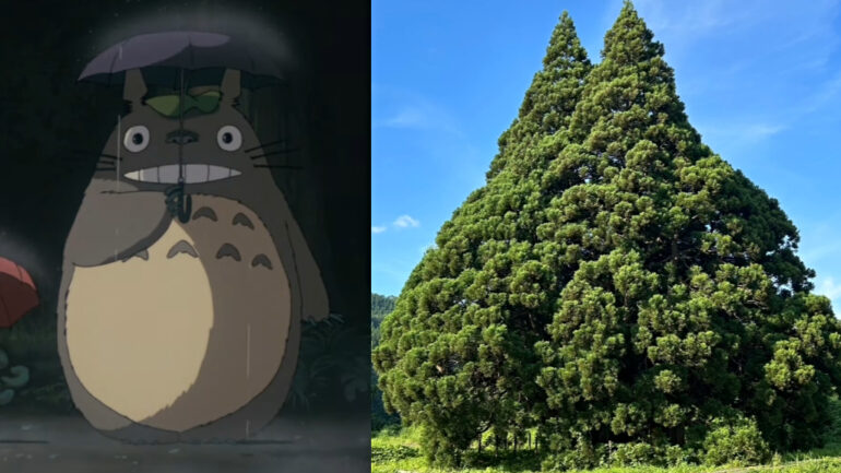 Tourists flock to 1,000-year-old cedar tree resembling Studio Ghibli’s Totoro