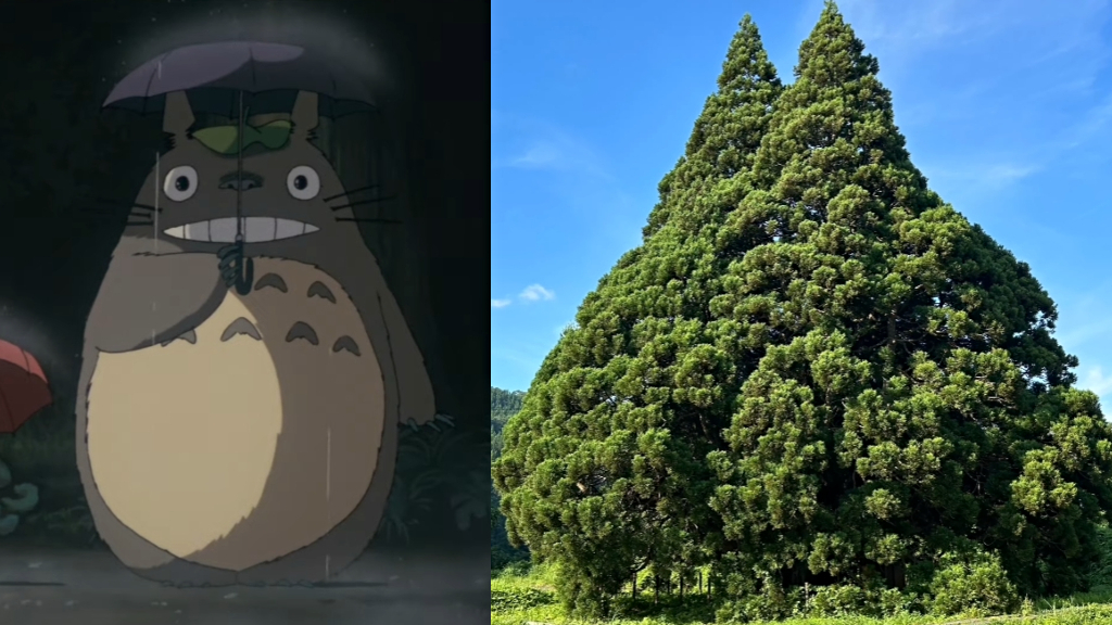 Tourists flock to 1,000-year-old cedar tree resembling Studio Ghibli's ...