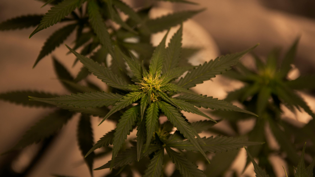 Poll: Most Thais support reclassifying cannabis as a narcotic