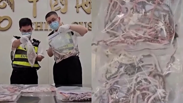 Man attempts to smuggle 104 snakes in his pants into mainland China