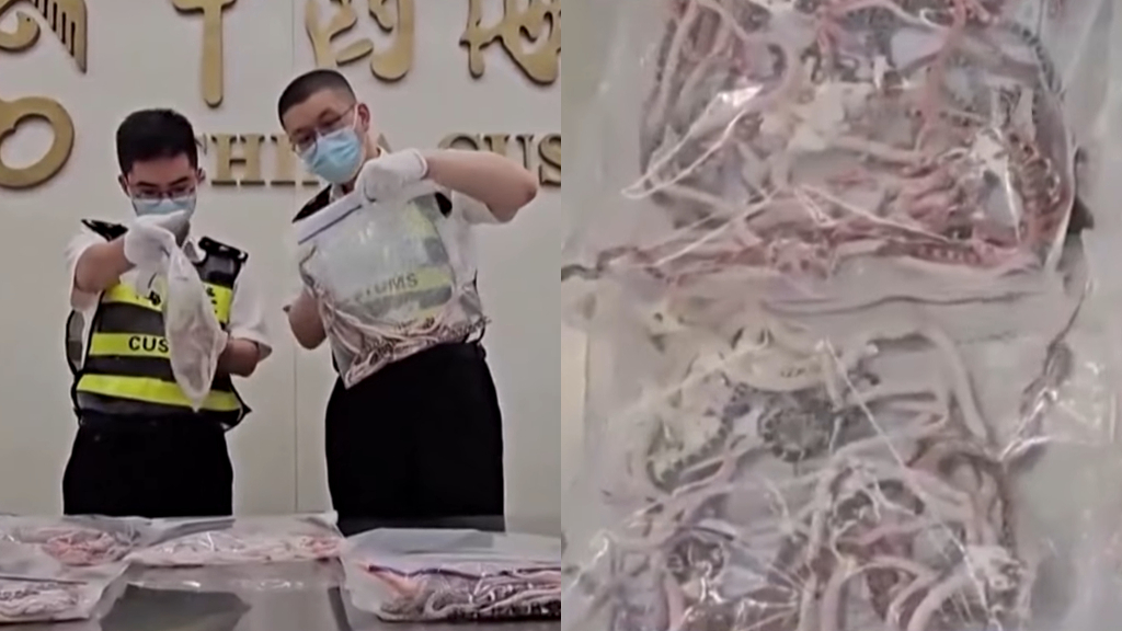 Man attempts to smuggle 104 snakes in his pants into mainland China