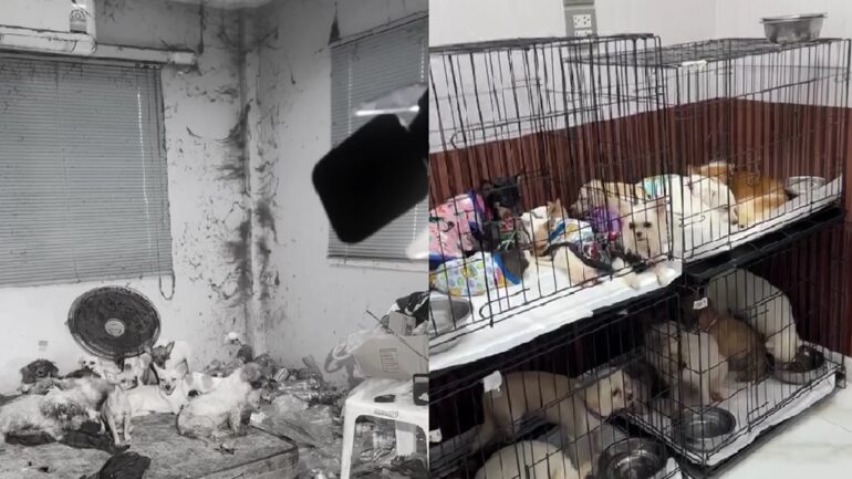 Dogs resort to eating dead owner in Bangkok house