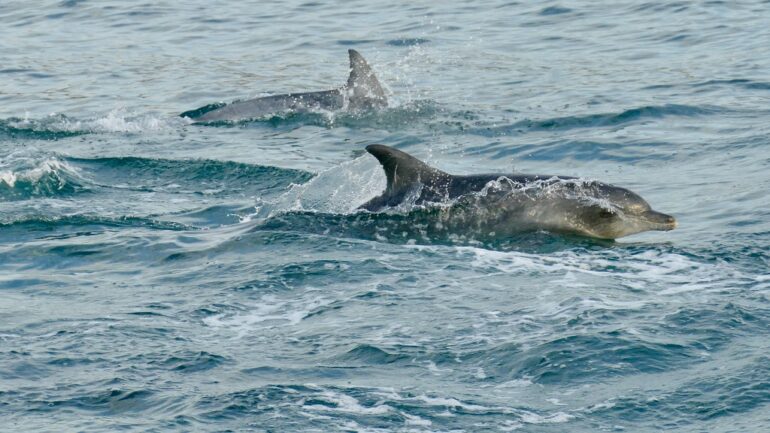 People in Japan are being attacked by a ‘horny, lonely’ dolphin