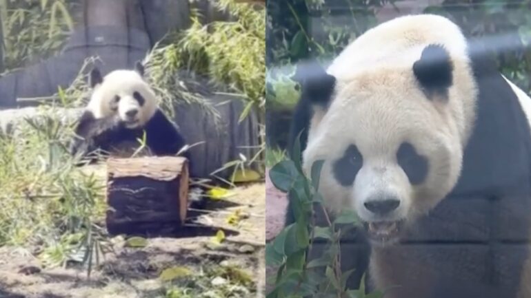 Giant pandas from China debut in San Diego